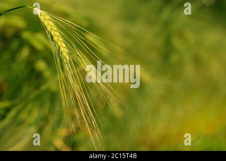 Nahaufnahme und grüner Hintergrund mit einem unreifen Weizenkorn Stockfoto