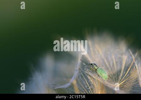 Ein kleiner grüner Käfer sitzt auf einem Löwenzahn im Freien Stockfoto