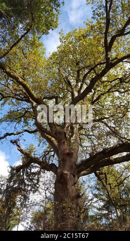 Große Eiche in Galicien im Norden Spaniens Stockfoto