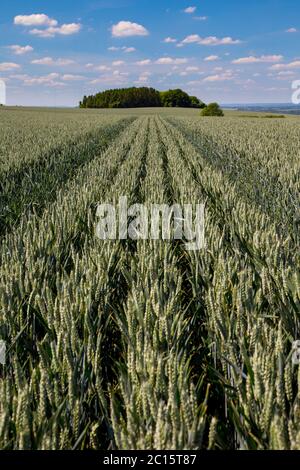 Weizenernte wächst in einem Feld in Hampshire auf dem South Downs Way Pfad, England Stockfoto