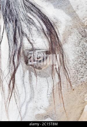 Auge von reinrassigen andalusischen weißen Pferd Nahaufnahme Stockfoto