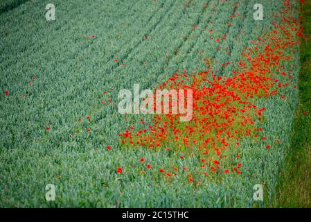 Brighton UK, 14. Juni 2020: Wechselhaftes Wetter auf den South Downs nahe Lancing hat heute Morgen Mohnflecken auf den Feldern hervorgebracht Credit: Andrew Hasson/Alamy Live News Stockfoto