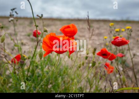 Brighton UK, 14. Juni 2020: Wechselhaftes Wetter auf den South Downs nahe Lancing hat heute Morgen Mohnflecken auf den Feldern hervorgebracht Credit: Andrew Hasson/Alamy Live News Stockfoto