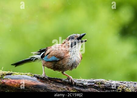 Aberystwyth, Großbritannien. Juni 2020. GROSSBRITANNIEN. Ein jay wird in einem Gewitter und kurzen, aber sintflutartigen Regenguss in Mitte Wales gefangen. Quelle: Phil Jones/Alamy Live News Stockfoto