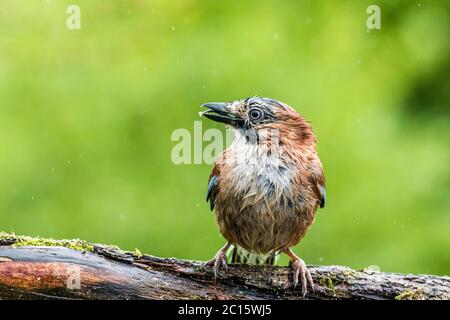 Aberystwyth, Großbritannien. Juni 2020. GROSSBRITANNIEN. Ein jay wird in einem Gewitter und kurzen, aber sintflutartigen Regenguss in Mitte Wales gefangen. Quelle: Phil Jones/Alamy Live News Stockfoto