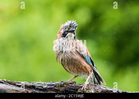 Aberystwyth, Großbritannien. Juni 2020. GROSSBRITANNIEN. Ein jay wird in einem Gewitter und kurzen, aber sintflutartigen Regenguss in Mitte Wales gefangen. Quelle: Phil Jones/Alamy Live News Stockfoto