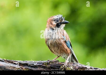 Aberystwyth, Großbritannien. Juni 2020. GROSSBRITANNIEN. Ein jay wird in einem Gewitter und kurzen, aber sintflutartigen Regenguss in Mitte Wales gefangen. Quelle: Phil Jones/Alamy Live News Stockfoto