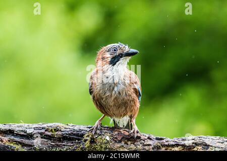 Aberystwyth, Großbritannien. Juni 2020. GROSSBRITANNIEN. Ein jay wird in einem Gewitter und kurzen, aber sintflutartigen Regenguss in Mitte Wales gefangen. Quelle: Phil Jones/Alamy Live News Stockfoto