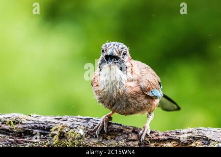 Aberystwyth, Großbritannien. Juni 2020. GROSSBRITANNIEN. Ein jay wird in einem Gewitter und kurzen, aber sintflutartigen Regenguss in Mitte Wales gefangen. Quelle: Phil Jones/Alamy Live News Stockfoto