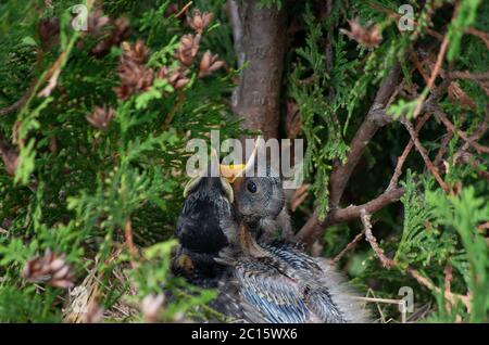 amerikanische Rotkehlchen im Nest warten darauf gefüttert zu werden Stockfoto