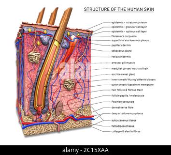 Struktur der menschlichen Haut, Querschnitt des Haarfollikels mit Beschreibungen - 3d-Illustration Stockfoto