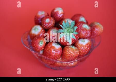 Frische süße saftige Erdbeeren in Glasschale Makro Nahaufnahme isoliert auf rotem Hintergrund. Stockfoto