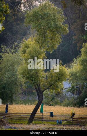 Bleiben Sie stark wie ein Baum Stockfoto