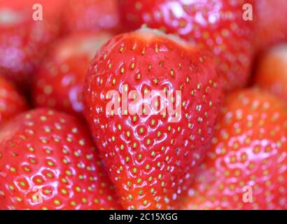 Frische saftige Erdbeeren Obst Makro Nahaufnahme Stockfoto