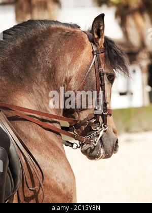 High School of Reiten in Spanien Stockfoto