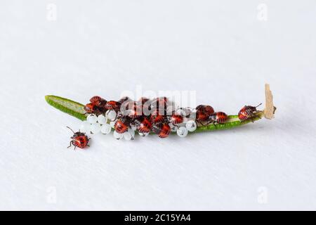 Schlüpfen Eier und junge neugeborene Bettwanzen (orange, rot) (Halyomorpha halys) über einem Rosmarinblatt. Ostasiatisches Insekt. Stockfoto