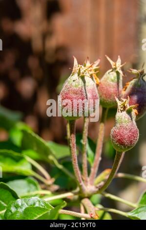 Apfelfrucht Entwicklungsstufen, Mini-Äpfel wachsen auf Baum im Frühjahr Stockfoto