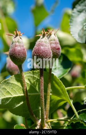 Apfelfrucht Entwicklungsstufen, Mini-Äpfel wachsen auf Baum im Frühjahr Stockfoto