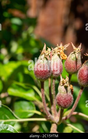 Apfelfrucht Entwicklungsstufen, Mini-Äpfel wachsen auf Baum im Frühjahr Stockfoto