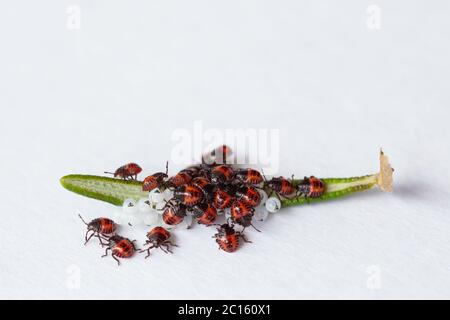 Schlüpfen Eier und junge neugeborene Bettwanzen (orange, rot) (Halyomorpha halys) über einem Rosmarinblatt. Ostasiatisches Insekt. Stockfoto