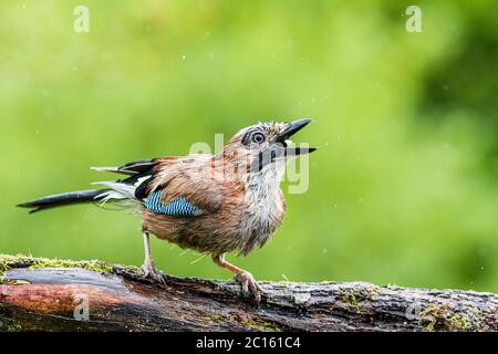 Europäischer Jay im Frühling in Mid Wales Stockfoto