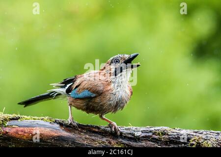 Juni 2020. Aberystwyth, Wales, Großbritannien. Ein jay wird in einem Gewitter und kurzen, aber sintflutartigen Regenguss in Mitte Wales gefangen. Quelle: Phil Jones/Alamy Liv Stockfoto