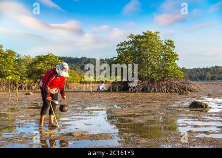 Frau Muscheln geerntet auf Koh Phangan Insel, Thailand an einem Sommertag Stockfoto