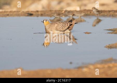 Kronenhuhn (Pterocles coronatus) Stockfoto