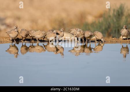 Sand Partridge (Ammoperdix heyi) Stockfoto