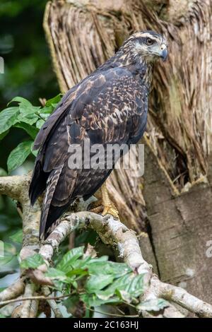 Jungvogel-Schwarzhackvogel (Buteogallus urubitinga) im peruanischen Amazonas Stockfoto