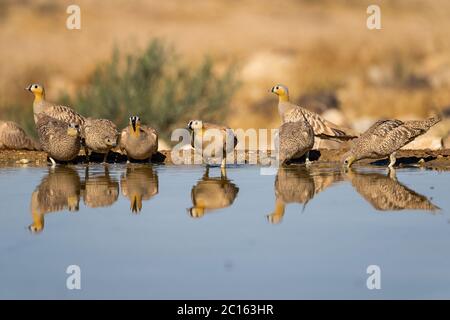 Kronenhuhn (Pterocles coronatus) Stockfoto