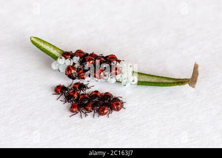 Schlüpfen Eier und junge neugeborene Bettwanzen (orange, rot) (Halyomorpha halys) über einem Rosmarinblatt. Ostasiatisches Insekt. Stockfoto