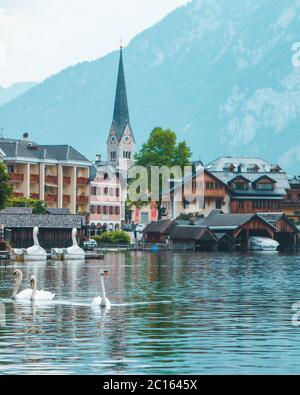 Schwäne im Hallstätter See Stadt auf Hintergrund Stockfoto