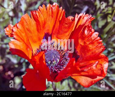 Nahaufnahme der blühenden roten Orange Mohnblüte in einem schwedischen Garten Stockfoto
