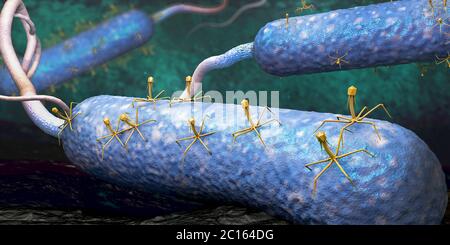 Bakteriophagen oder Phage Virus angreifende und infecting ein Bakterien - 3d-Illustration Stockfoto