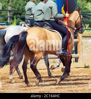 spanische ländliche Show mit Pferden. Andalusien, Spanien Stockfoto