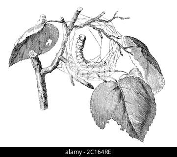 18. Jahrhundert Illustration von Seidenraupe, die ihren Kokon spinnt. Veröffentlicht in 'EINE Diderot bildliche Enzyklopädie des Trades und der Industrie. Fertigung und Stockfoto