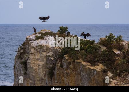 Peniche, Portugal - Seevögel in Felsformationen am Atlantischen Ozean bei Cabo Carvoeiro mit der Insel Berlenga im Hintergrund Stockfoto