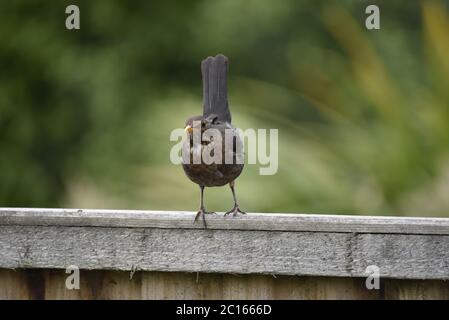 Jungvogel, Turdus merula, sitzend am Gartenzaun in England Stockfoto