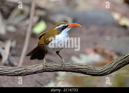 Ein Rotschnabel-Scherenspinner (Pomatorhinus ochraceiceps), der auf einem kleinen Zweig im Wald in Thailand thront Stockfoto