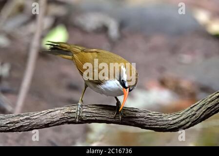 Ein Rotschnabel-Scherenspinner (Pomatorhinus ochraceiceps), der auf einem kleinen Zweig im Wald in Thailand thront Stockfoto