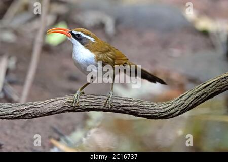 Ein Rotschnabel-Scherenspinner (Pomatorhinus ochraceiceps), der auf einem kleinen Zweig im Wald in Thailand thront Stockfoto