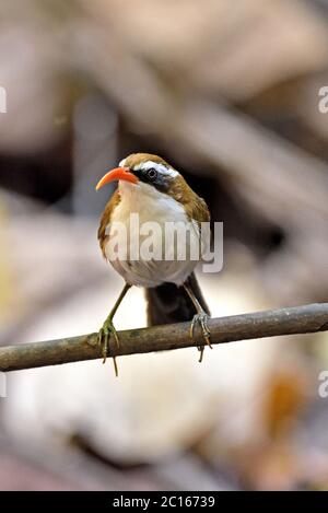 Ein Rotschnabel-Scherenspinner (Pomatorhinus ochraceiceps), der auf einem kleinen Zweig im Wald in Thailand thront Stockfoto