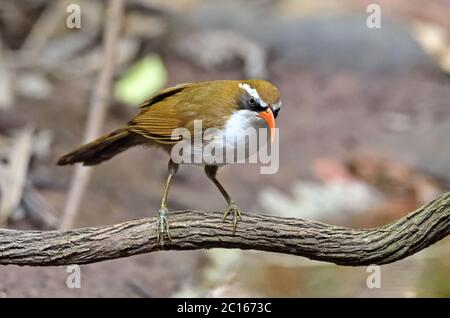 Ein Rotschnabel-Scherenspinner (Pomatorhinus ochraceiceps), der auf einem kleinen Zweig im Wald in Thailand thront Stockfoto