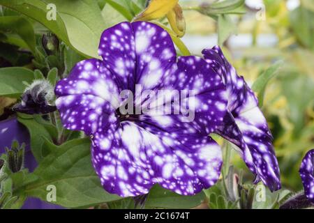 Cape Primrose 'Polka-Dot Purple' mit runden violetten Blütenblättern mit weißen Flecken und Flecken, aufgenommen am Boden, Harrogate, North Yorkshire, England, UK. Stockfoto