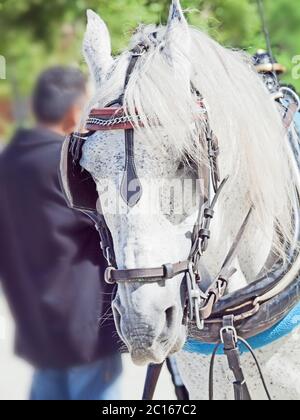 Porträt von schönen Kutsche weißes Pferd, Andalusien, Spanien Stockfoto