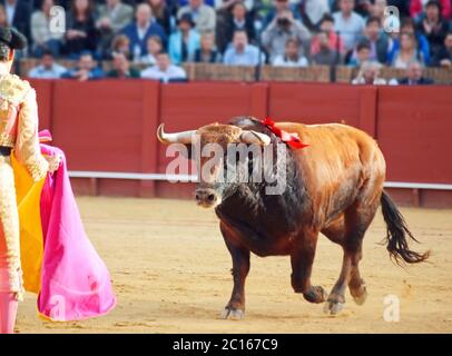 Kampf gegen braunen jungen Stier läuft auf Matador. Sevilla. Spanien Stockfoto