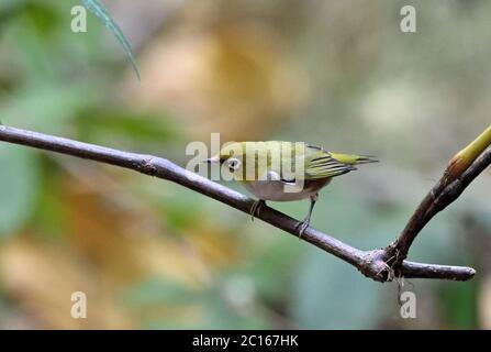 Ein Kastaniengesäumtes Weißauge (Zosterops erythropleurus) in einem Bambuswald im Nordosten Thailands Stockfoto