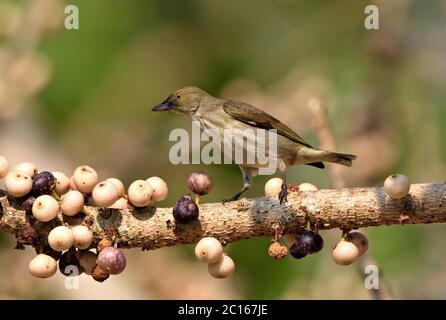 Ein dickschnabeliger Blütenpecker (Dicaeum agile) zog sich von den reifenden Beeren auf einem Obstbaum in Westthailand an Stockfoto