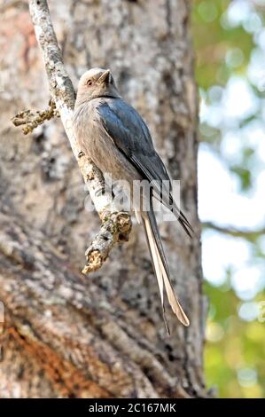 Ein Ashy (Sooty) Drongo (Dicrurus leucophaeus) auf einem kleinen Zweig in einem Wildschutzgebiet in Thailand thront Stockfoto